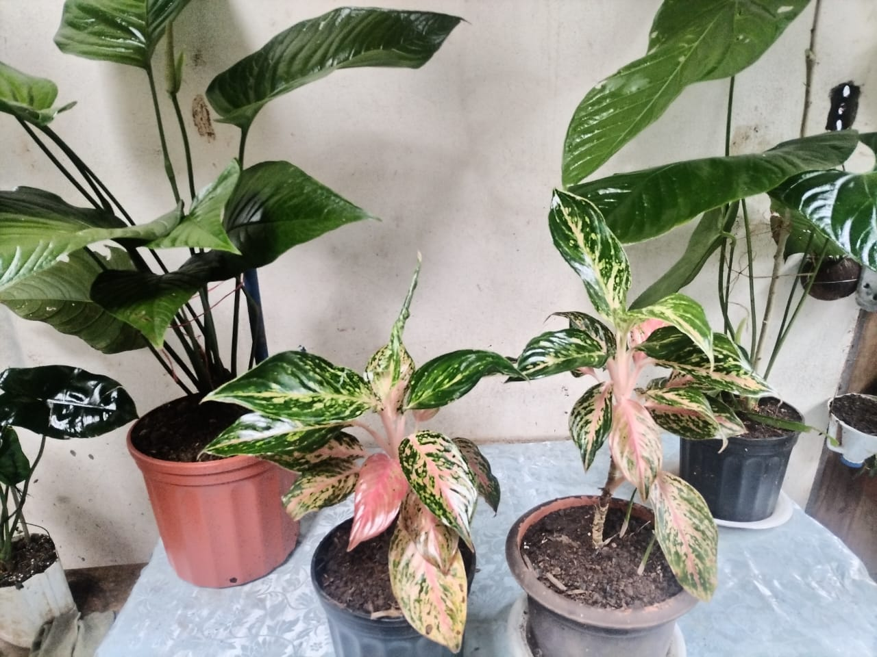 plantas aglaonema Aglaonema Pink – Planta Interior con Hojas Rosa, Crema y Verde – Plantas caseras Danna Isabela
