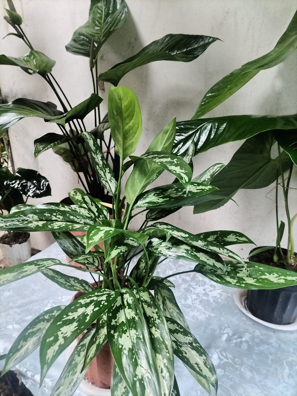 aglaonema maria cuidados Aglaonema Maria – Planta Interior con Follaje Salpicado Verde – Plantas  caseras Danna Isabela