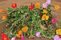 Portulaca grandiflora (Portulaca / Amor de un rato)