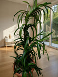 Vanda Tricolor – Orquídea Tropical