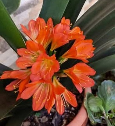 Clivia miniata (Clivia)