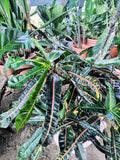Crotons multicolor