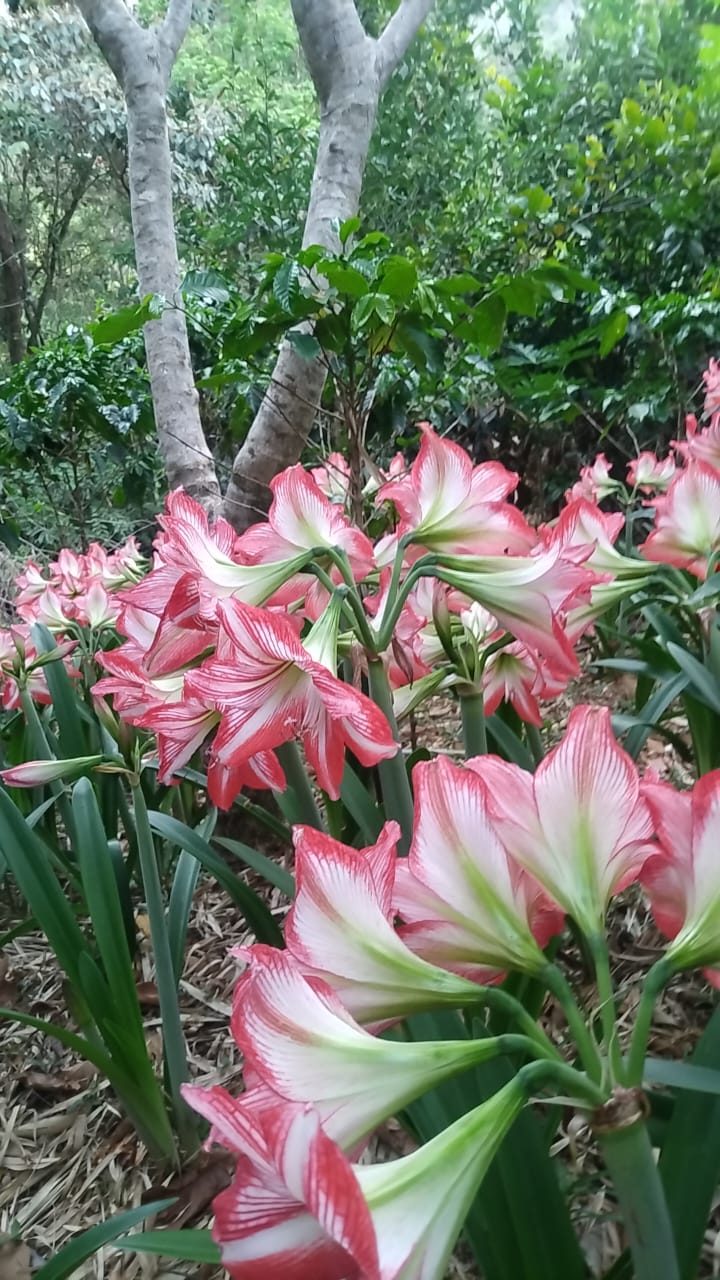 Amarilis (Hippeastrum) – Bulbo Floreciente