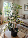 Chiflera variegada