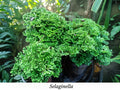 Selaginella tamariscina (Musgo helecho / Spike moss)