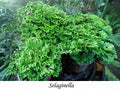 Selaginella (Musgo de Pavo Real)