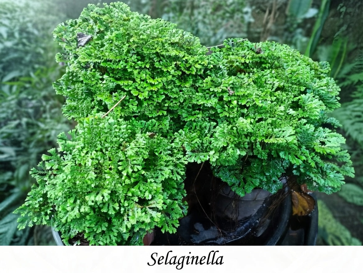 Selaginella (Musgo de Pavo Real)