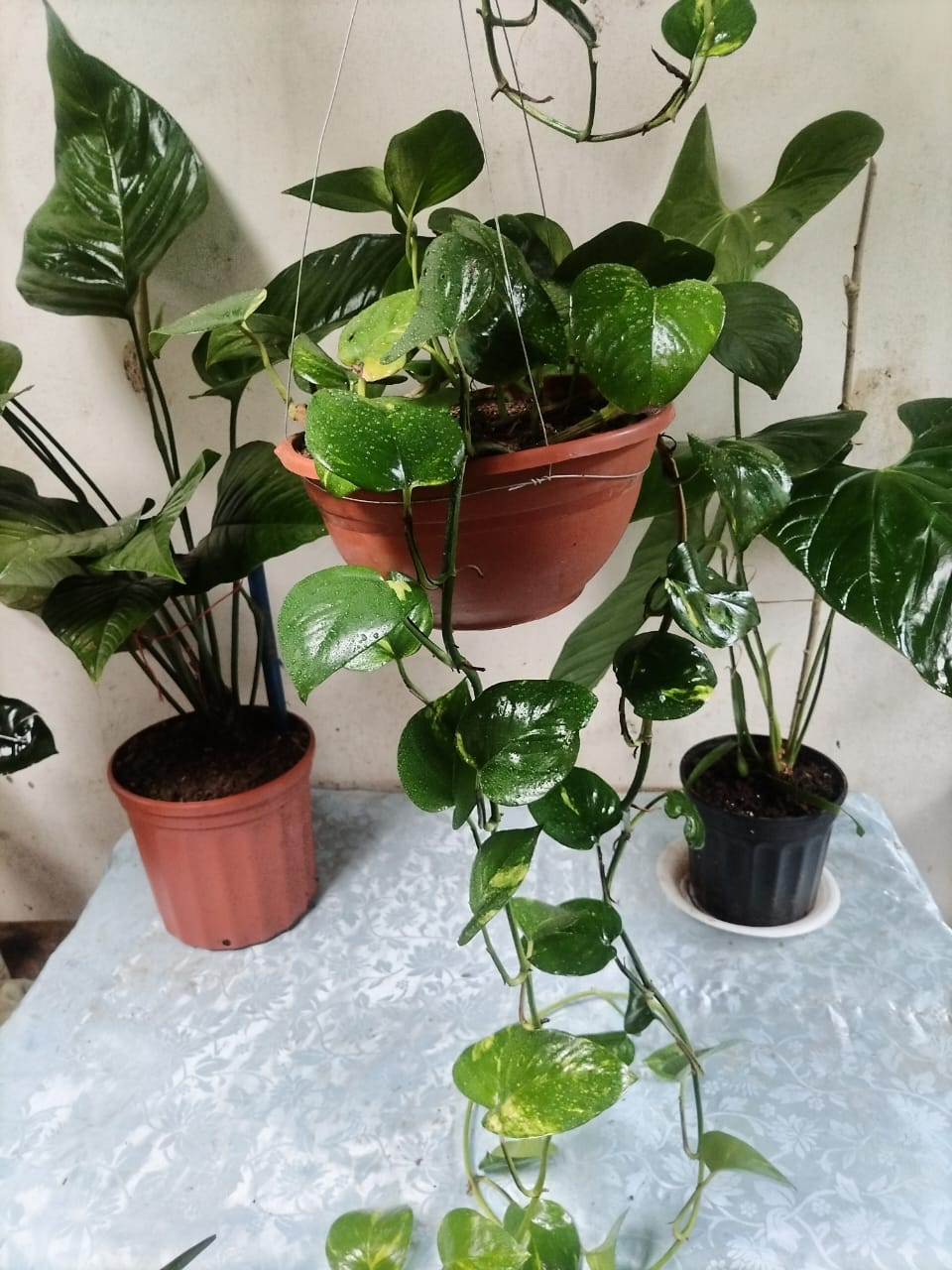 Pothos Colgante – Epipremnum Aureum