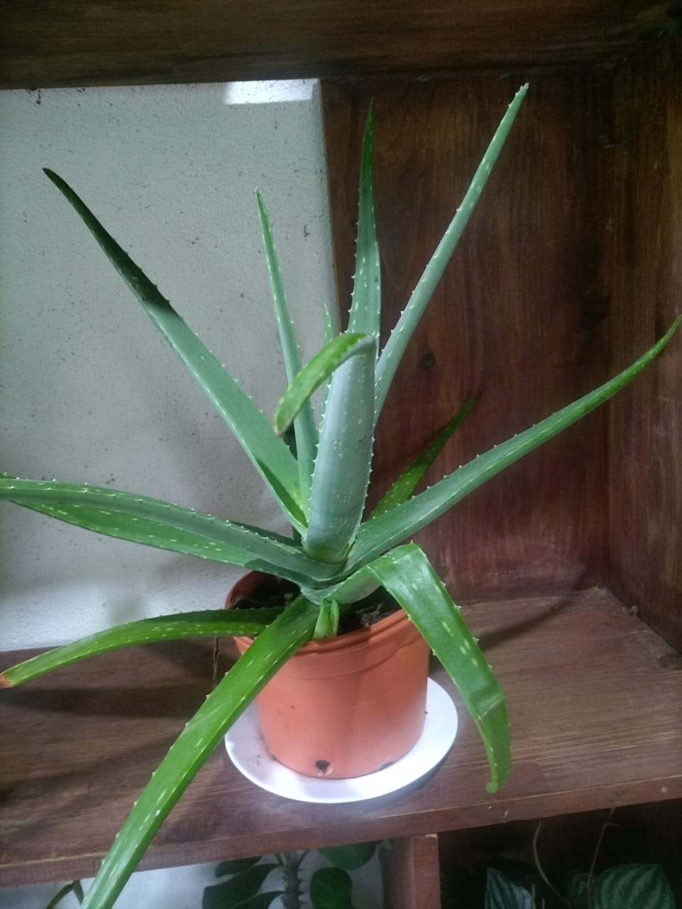Aloe Vera (Sábila)