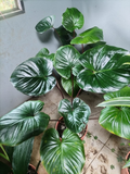 Philodendron Gloriosum