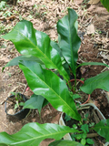 Tabacón Ornamental Joven – Hojas de 60 cm