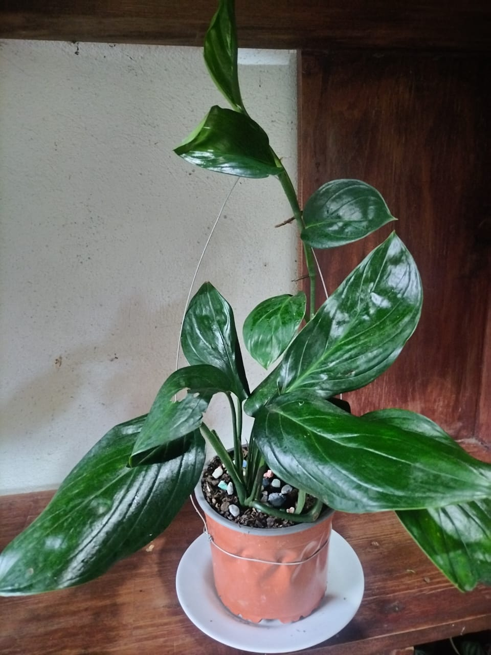 Philodendron Venas Plateadas