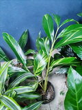 Calathea variegada (Calathea vittata)