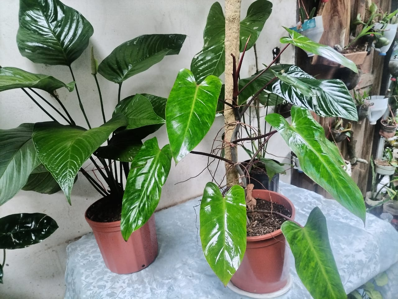 Philodendron Maduro con Tallo Leñoso