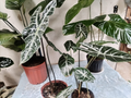Alocasia – Planta Exótica con Venas Blancas