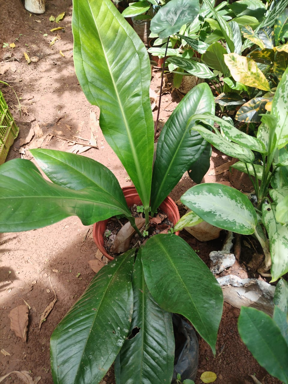 Tabacón Anturium – Planta Joven con Hojas Brillantes
