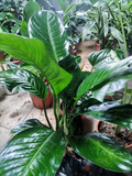 Spathiphyllum (Cuna de Moisés)