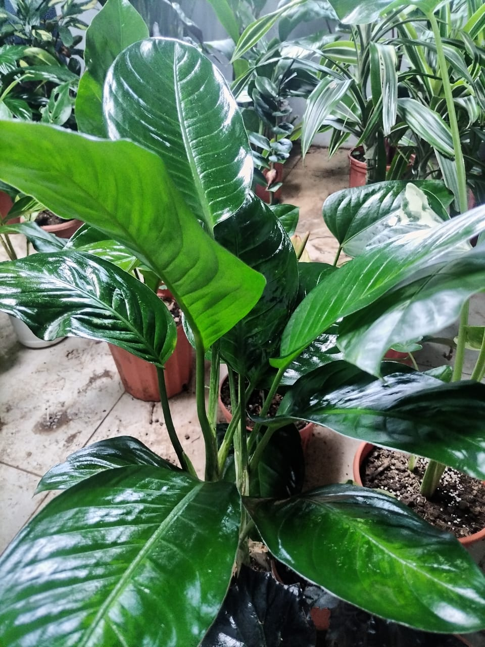 Spathiphyllum (Cuna de Moisés)