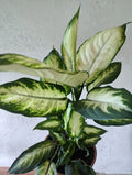 Dieffenbachia variegada