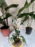 Philodendron Birkin – Hojas Rayadas Verde y Blanco