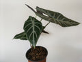 Alocasia ‘Black Velvet’ (Alocasia reginula)