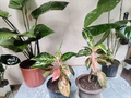 Aglaonema Pink – Hojas Rosa, Crema y Verde