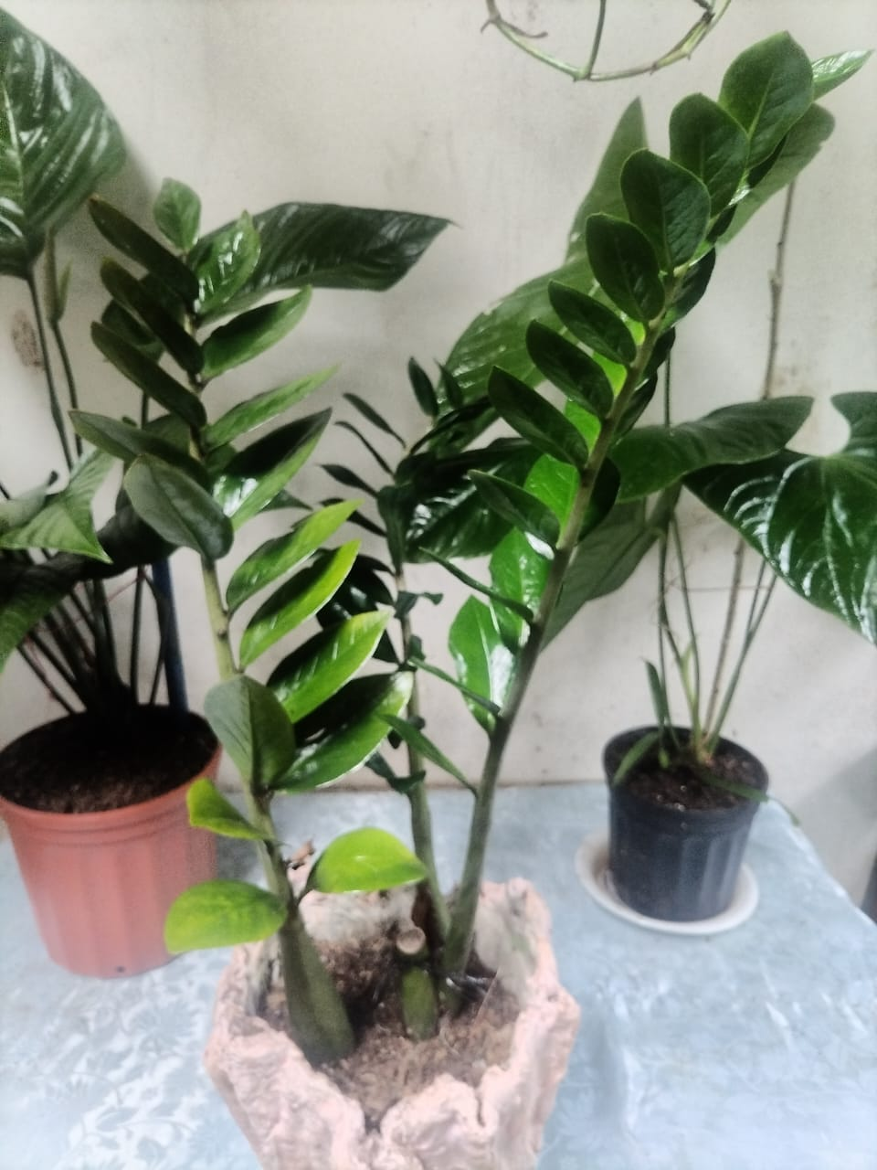 Zamioculcas Grande – Planta ZZ en Contenedor Rústico