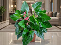 Anthurium andraeanum (Anturio rosado)
