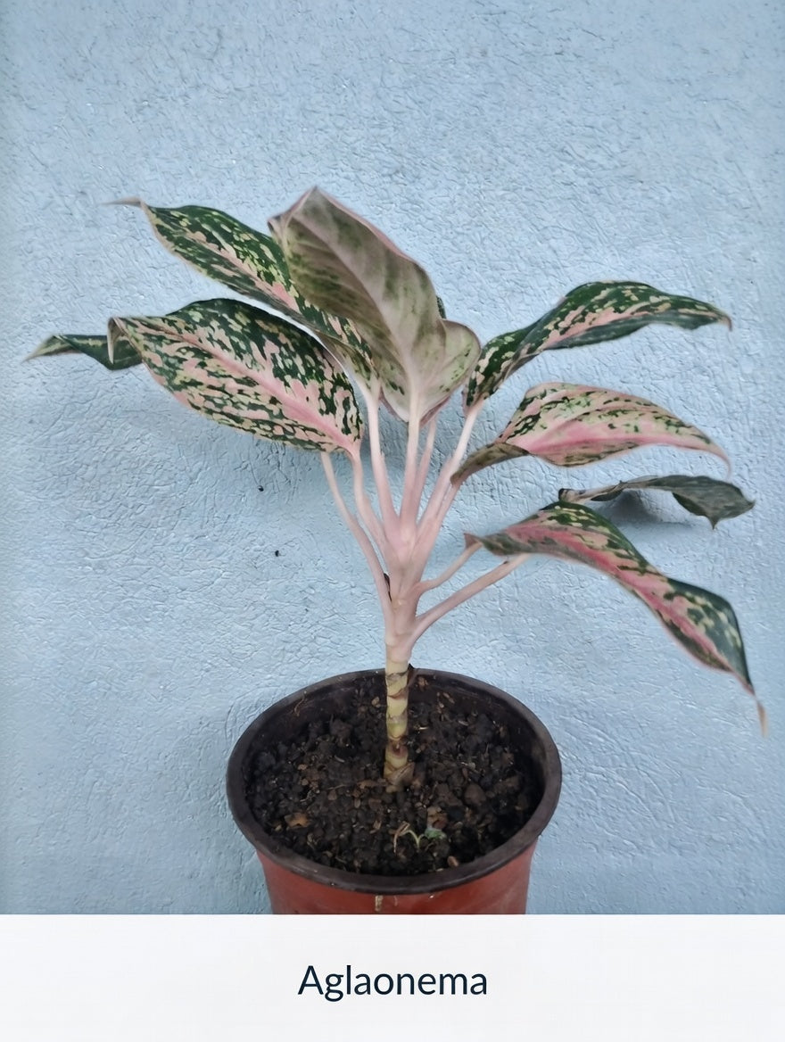 planta aglaonema rosa Aglaonema Pink Splash – Planta de Interior con Hojas Rosadas – Plantas  caseras Danna Isabela