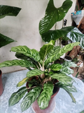 Aglaonema Variegada – Follaje Rayado Verde y Crema