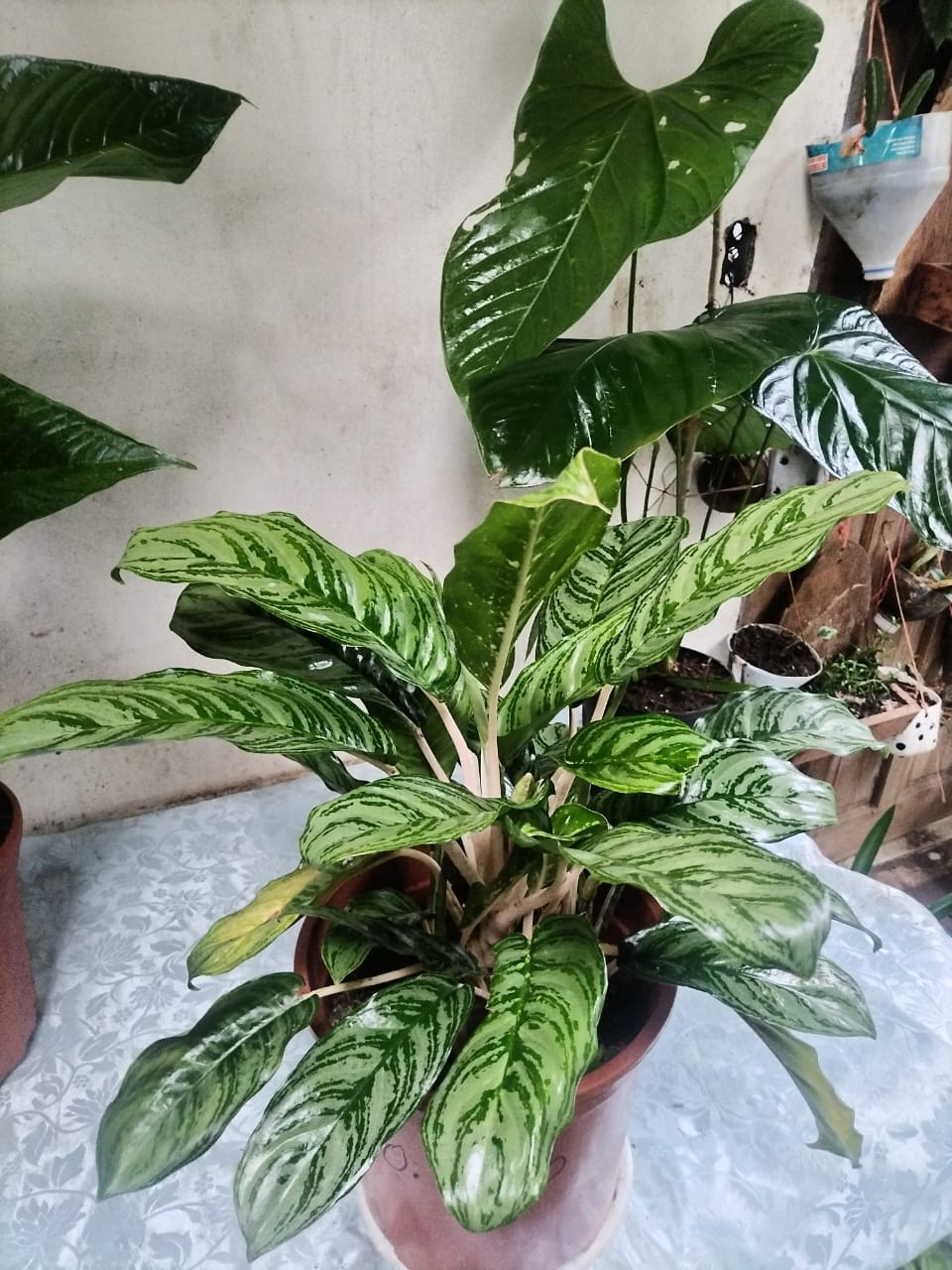 Aglaonema Variegada – Follaje Rayado Verde y Crema