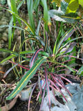 Croton Spirale (Codiaeum variegatum 'Spirale')