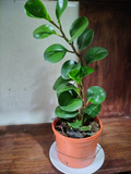 Peperomia Obtusifolia (Hoja Redonda)