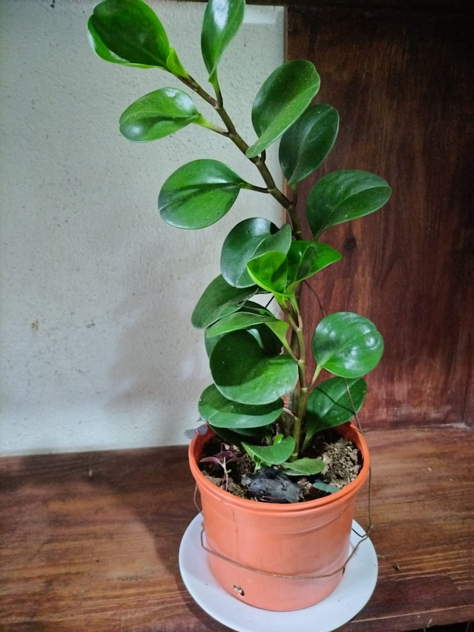 Peperomia Obtusifolia (Hoja Redonda)