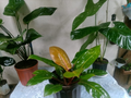 Philodendron Congo – Hojas Doradas y Verdes