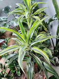 Dracaena Variegada (Dracaena fragrans)