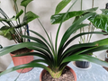 Clivia – Planta de Interior con Flores Naranja