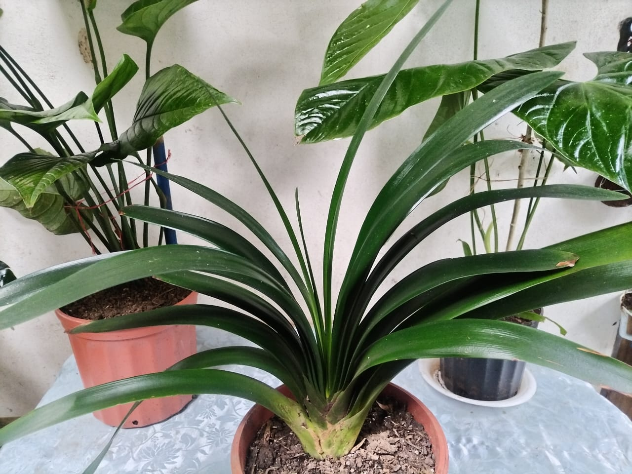 Clivia – Planta de Interior con Flores Naranja