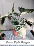 Alocasia Frydek Variegata (Alocasia micholitziana ‘Frydek’ Variegata)