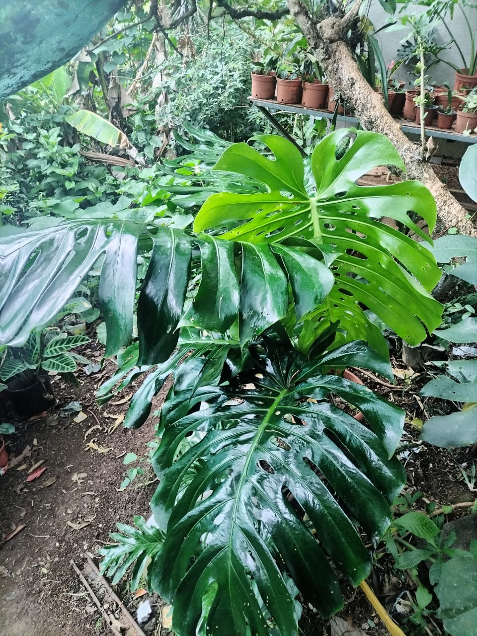 Monstera deliciosa (Costilla de Adán)