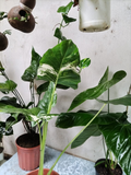Alocasia Variegada – Hoja Grande Bicolor Verde y Blanco