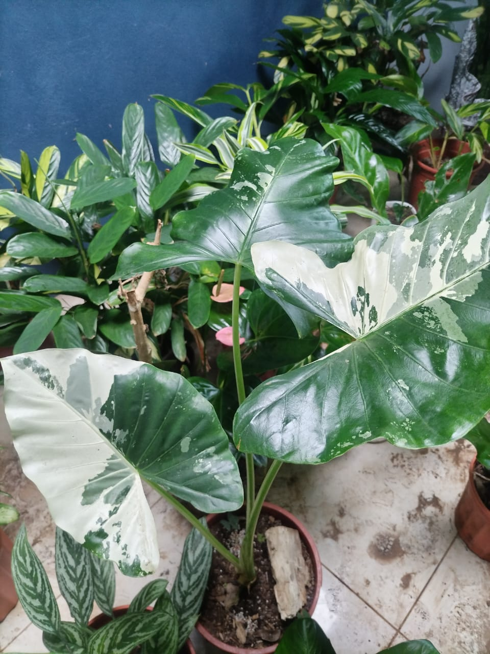 Alocasia Variegada (Alocasia macrorrhiza variegata)