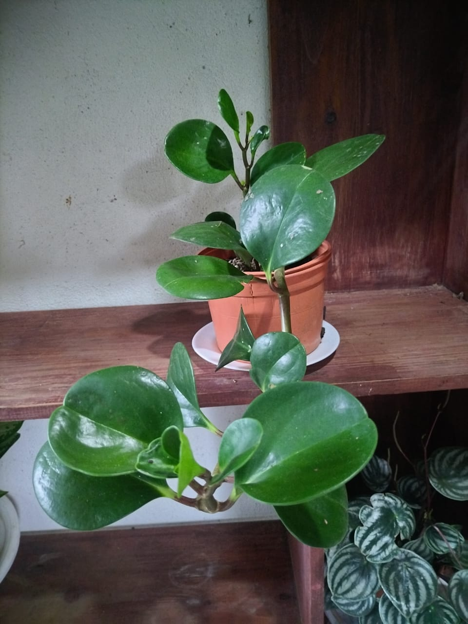 Peperomia Obtusifolia Colgante (Hoja Redonda)