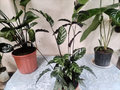 Calathea – Planta Decorativa de Follaje Rayado