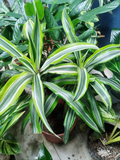 Dracaena Song of India (Dracaena reflexa variegada)