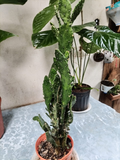 Euphorbia Trigona Verde – Euforbia Africana de Gran Porte
