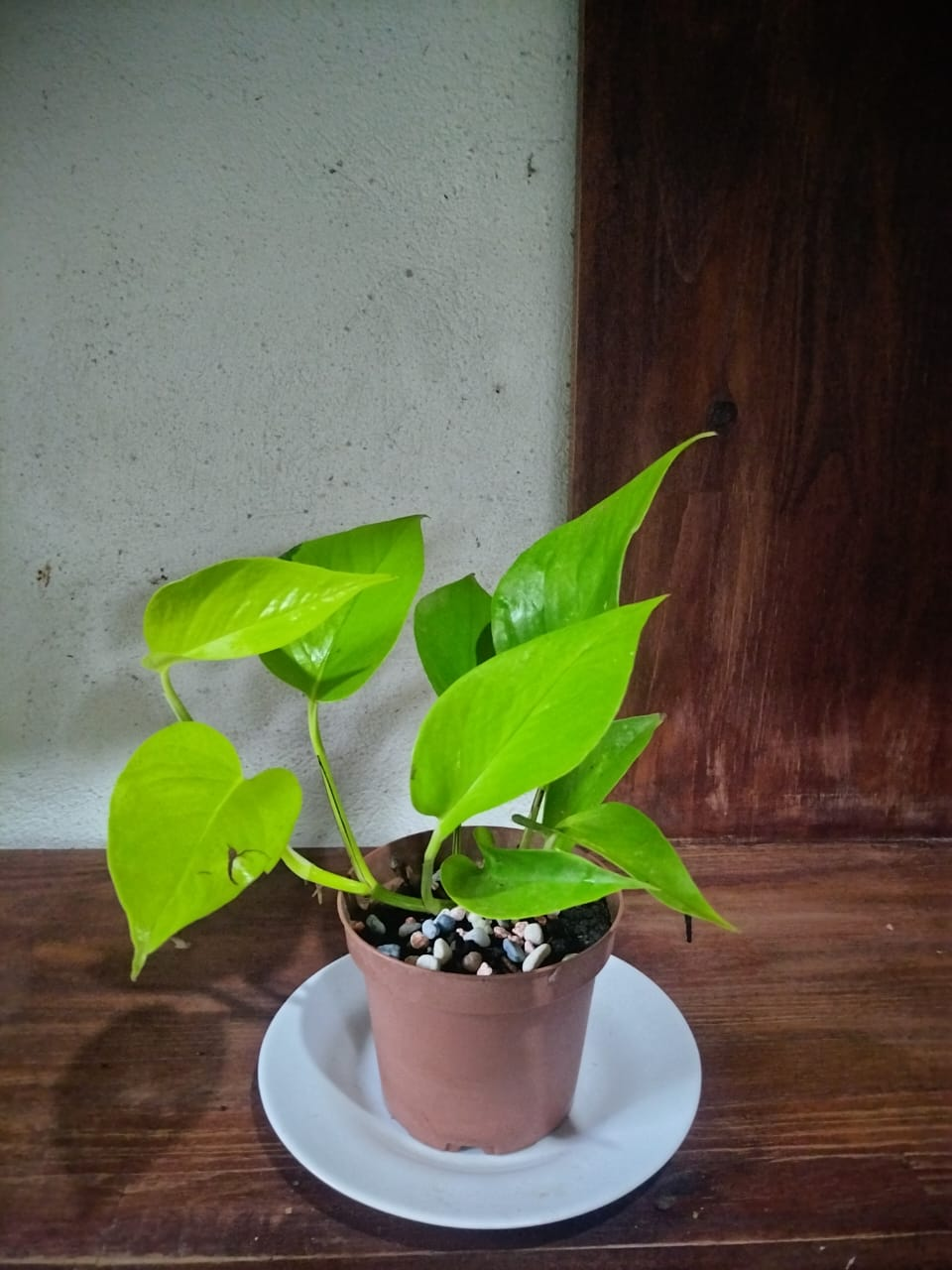 Pothos Limón Pequeño (Epipremnum aureum 'Neon')
