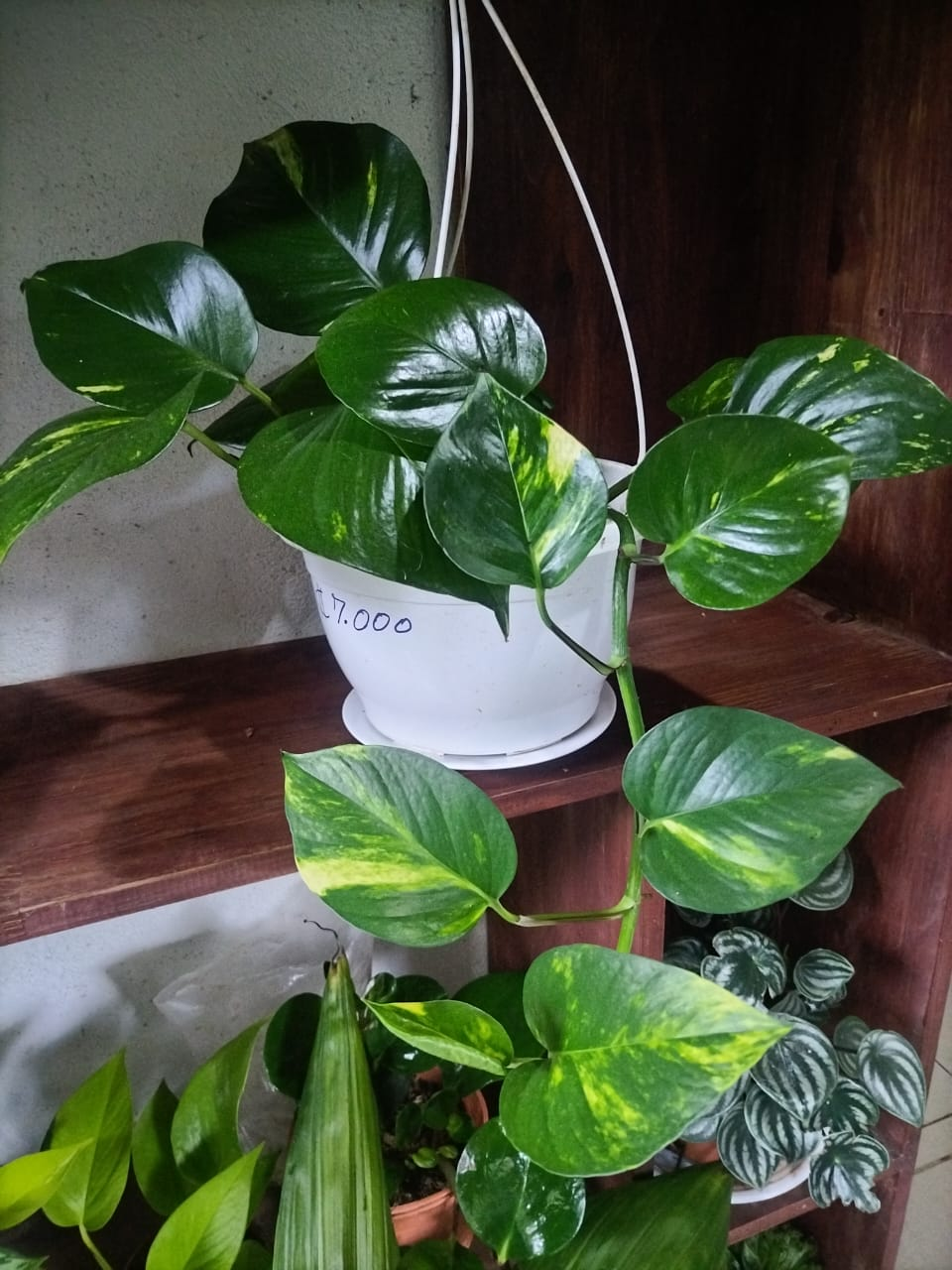 Pothos Colgante (Epipremnum aureum)
