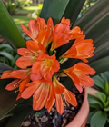 Clivia en Flor – Flores Naranja Intenso