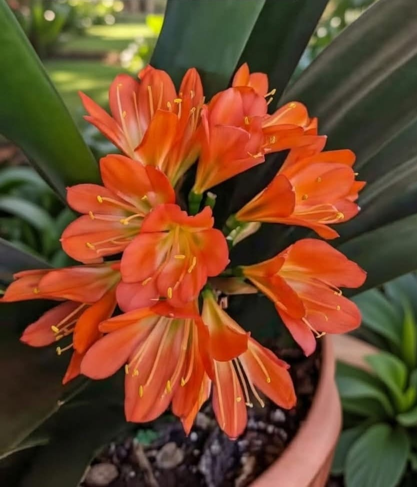 Clivia en Flor – Flores Naranja Intenso